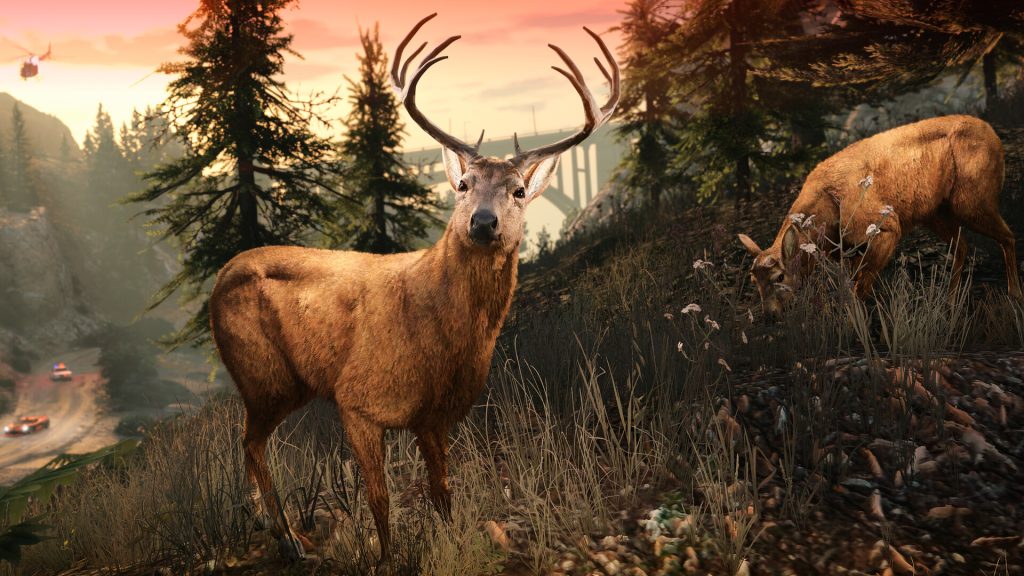 A stag standing in a pine forest in Blaine County at sunset